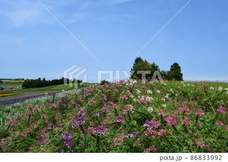 かんのファームのクレオメ かんのファームのクレオメ 86833992