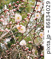 春のピンクの梅の花 86834029