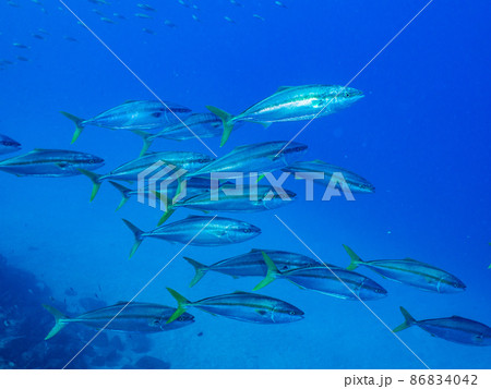 水中写真(群れ) 水中写真(群れ) 86834042