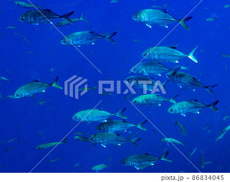 水中写真(群れ) 水中写真(群れ) 86834045