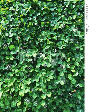 植物の呼吸・クローバー 86834132