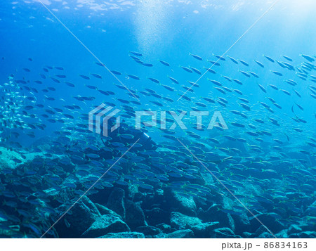水中写真(群れ) 水中写真(群れ) 86834163