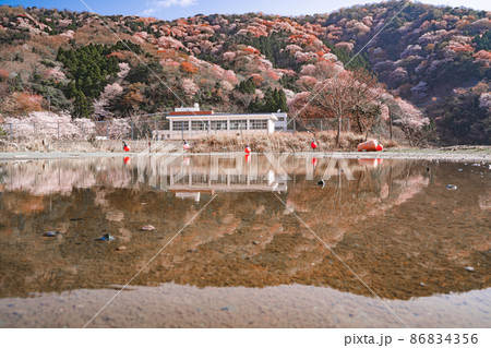 水たまりに反射する神子の山桜と校舎 水たまりに反射する神子の山桜と校舎 86834356