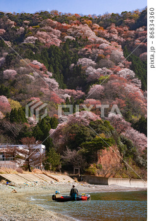 満開の神子の山桜とボート 満開の神子の山桜とボート 86834360