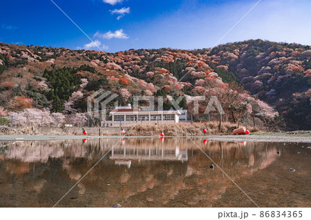 水たまりに反射する神子の山桜と校舎 水たまりに反射する神子の山桜と校舎 86834365