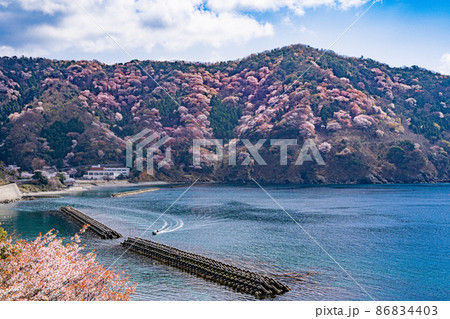 青く美しい海を進む舟と満開の神子の山桜 青く美しい海を進む舟と満開の神子の山桜 86834403