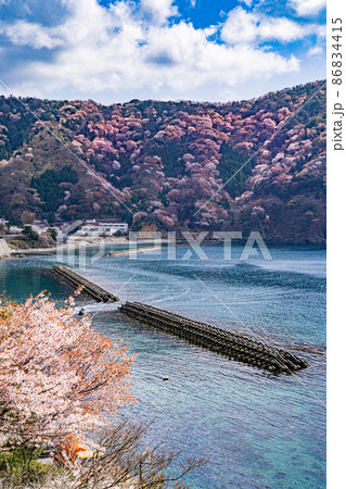 青く美しい海を進む舟と満開の神子の山桜 青く美しい海を進む舟と満開の神子の山桜 86834415