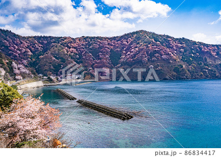青く美しい海を進む舟と満開の神子の山桜 86834417