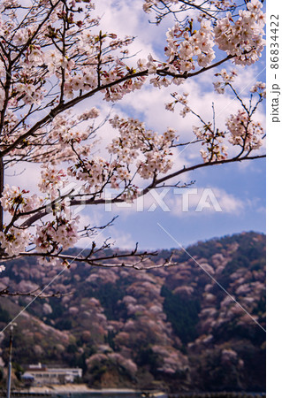 満開のソメイヨシノと神子の山桜 満開のソメイヨシノと神子の山桜 86834422