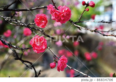 二ヶ領用水の桜（武蔵小杉駅付近） 86834706