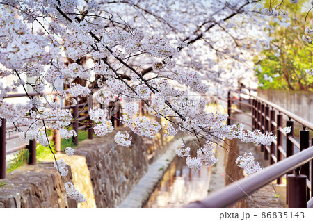 二ヶ領用水の桜（武蔵小杉駅付近） 86835143