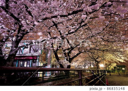 二ヶ領用水の桜(武蔵小杉駅付近) 二ヶ領用水の桜(武蔵小杉駅付近) 86835148