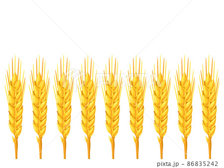 Background with wheat. Agricultural image golden ears of barley or rye. Background with wheat. Agricultural image golden ears of barley or rye. 86835242