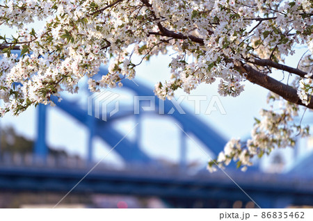 多摩川堤の桜並木（武蔵小杉駅付近） 86835462