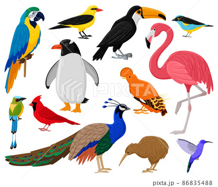 Cartoon tropical exotic birds, parrot, toucan, penguin and flamingo. Exotic fauna hummingbird, kiwi and peacock vector illustration set. Wild feathered animals 86835488