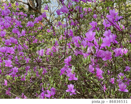 三田市　中央公園　北東側のエントランスからの道の山側に咲く群生するツツジ 86836531