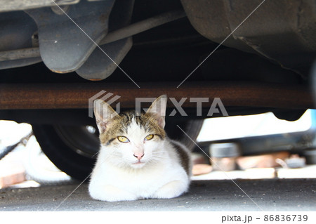 猫 ねこ ネコ 86836739