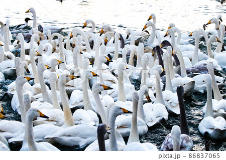写真、越冬地の岩手県髙松の池のパンの争奪戦　水鳥の皆さんパン食い競争です。 86837065