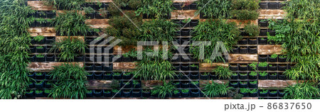 background - wall with vertical garden 86837650