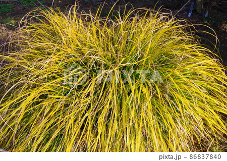 エヴァリロ 86837840