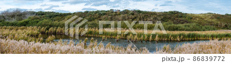 Sea grasses, plants, natural water ponds and sand dunes in the Flemish nature reserve Fonteintjes in Blankenberge, Belgium. Sea grasses, plants, natural water ponds and sand dunes in the Flemish nature reserve Fonteintjes in Blankenberge, Belgium. 86839772