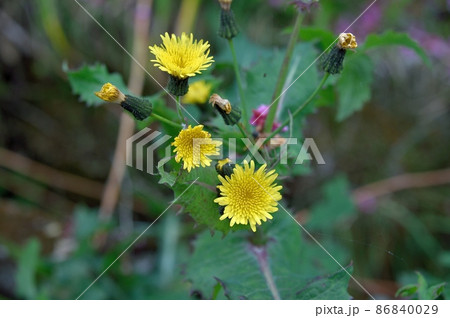 オニノゲシの花 86840029