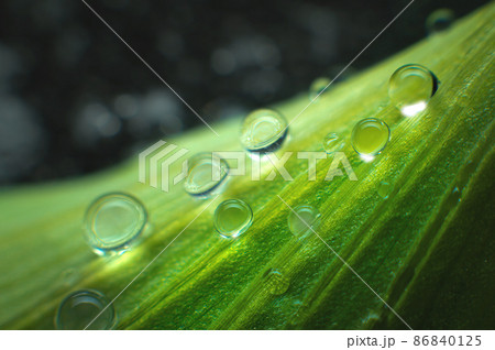 Extreme close-up of fresh green leaves with dew drops as background. Macro structure green leaf background with water drops in shallow depth of field Extreme close-up of fresh green leaves with dew drops as background. Macro structure green leaf background with water drops in shallow depth of field 86840125
