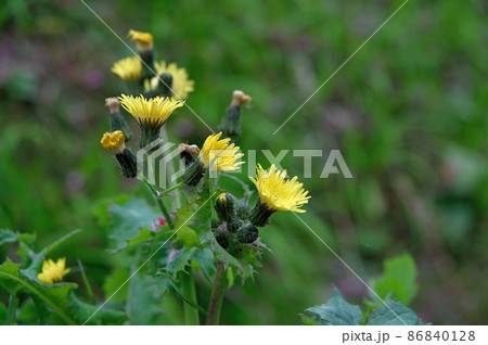 オニノゲシの花 オニノゲシの花 86840128