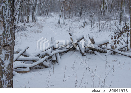snow-covered logs in the forest snow-covered logs in the forest 86841938