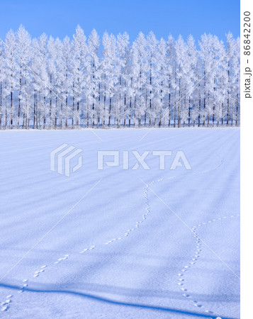 霧氷のついた防風林 霧氷のついた防風林 86842200