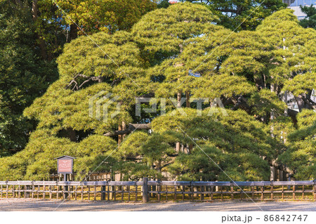 [東京・汐留] 浜離宮恩賜庭園の巨大な三百年の松の広角撮影。 86842747