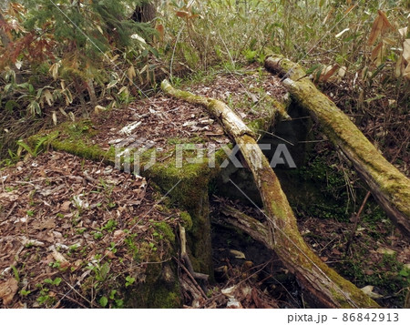 苔と倒木(北海道千歳市) 苔と倒木(北海道千歳市) 86842913