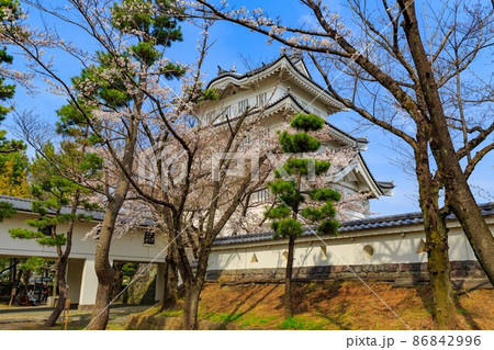 埼玉県 行田市 忍城と満開の桜 埼玉県 行田市 忍城と満開の桜 86842996