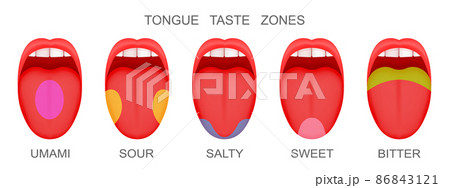 Set of open mouthes with sticking out tongues demonstrating receptor zones marked umami, sour, salty, sweet, bitter tastes. Myth of human taste buds Set of open mouthes with sticking out tongues demonstrating receptor zones marked umami, sour, salty, sweet, bitter tastes. Myth of human taste buds 86843121