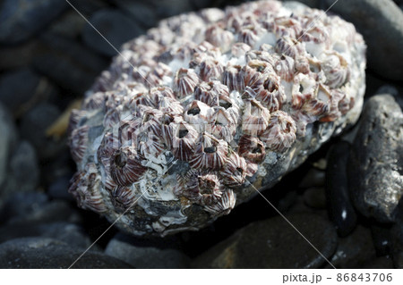 サンカクフジツボ 86843706