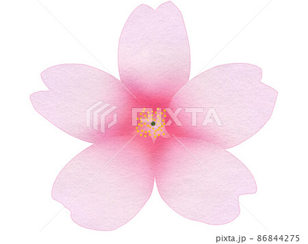 開いた桜の花 86844275
