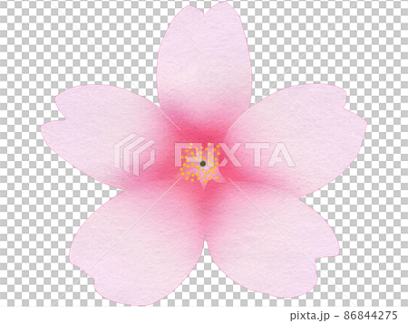 Open cherry blossoms 86844275