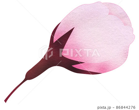 膨らんだ桜のつぼみ 膨らんだ桜のつぼみ 86844276