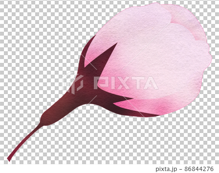 膨脹的櫻花芽 86844276
