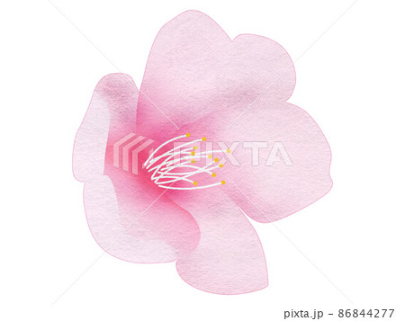 ななめ向きの開いた桜の花 ななめ向きの開いた桜の花 86844277