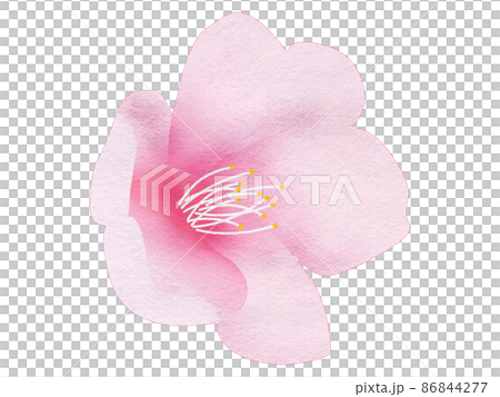 打開櫻花舔 86844277