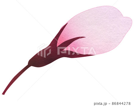 桜の花のつぼみ 桜の花のつぼみ 86844278