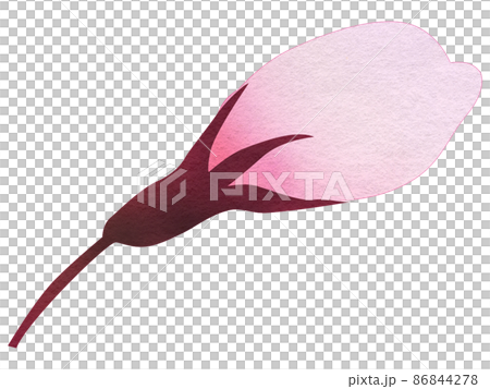 桜の花のつぼみ 桜の花のつぼみ 86844278