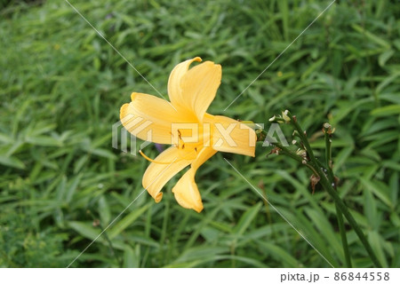 緑の中の1輪の花 緑の中の1輪の花 86844558