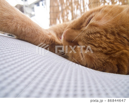 干したマットレスの上で眠る猫 干したマットレスの上で眠る猫 86844647