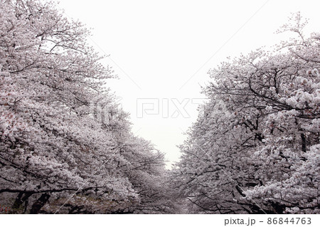 桜の並木は満開で上野公園は人盛り花盛り、卒業式や入学式や入社式とが新しい一歩を踏み出す人も 86844763