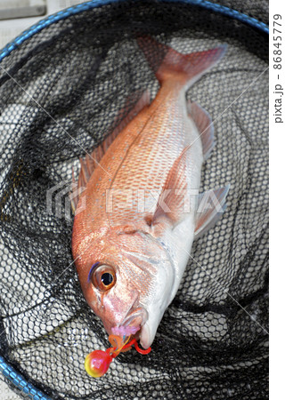 タイラバで釣ったマダイ 86845779