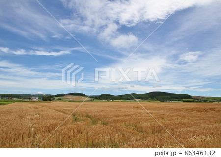 北海道の風景・小麦畑 北海道の風景・小麦畑 86846132