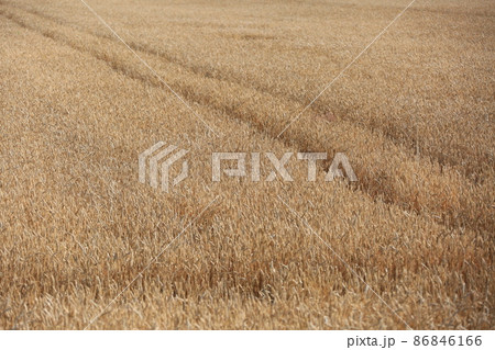 北海道の風景・小麦畑 86846166