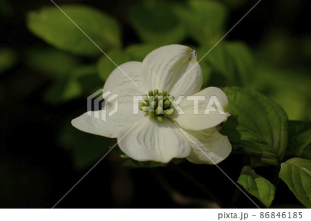 クルンっとカールしたハナミズキ（花水木）の白い花弁が面白い 86846185